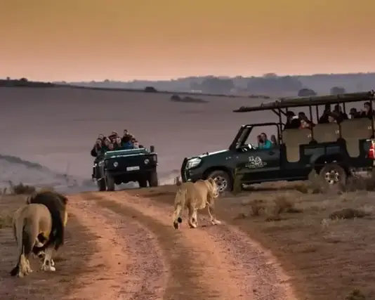 Safari guests watching a pride of lions beside a green safari vehicle at sunset