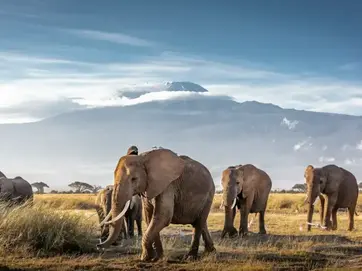 Elephant herd grazing on the plains beneath Mount Kilimanjaro
