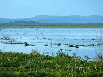 Hippos resting in the shallow waters of a lake