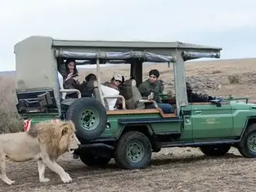 A lion walking past a safari vehicle of guests at dusk