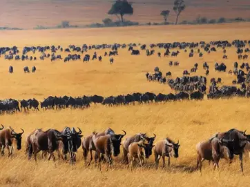 A wildebeest herd crossing golden grassland during the migration